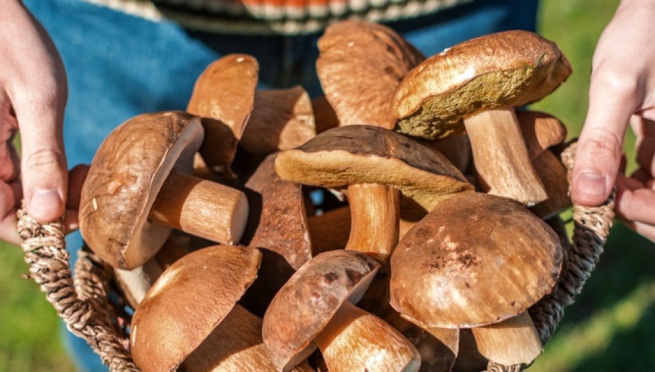 Polish obsession with mushroom picking Polish obsession with mushroom picking