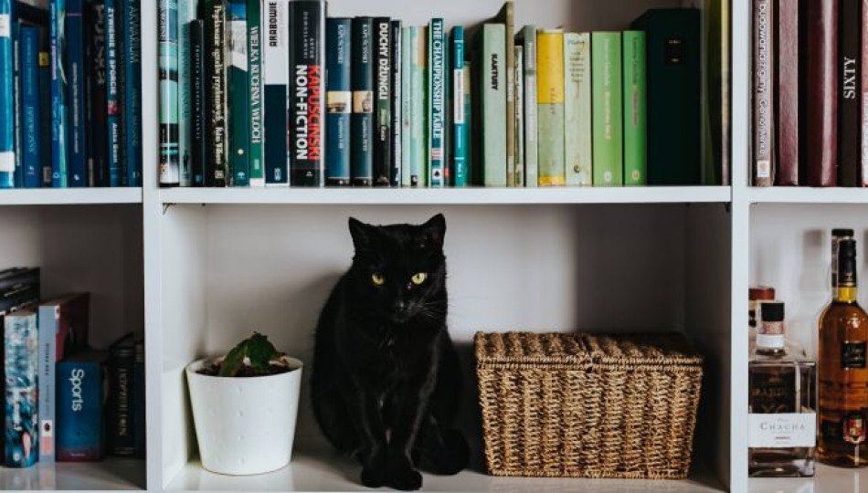 Pets in Polish households Pets in Polish households