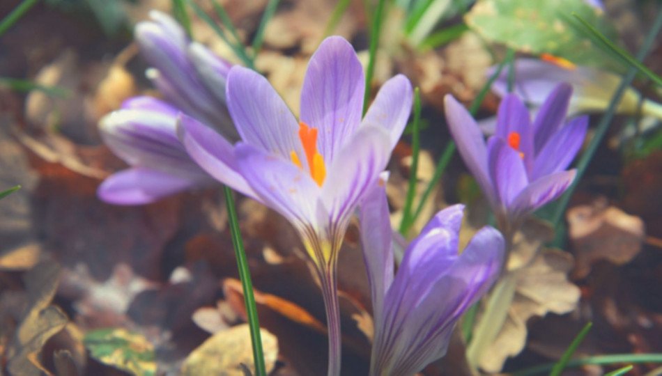 The most unusual spring traditions in Poland The most unusual spring traditions in Poland