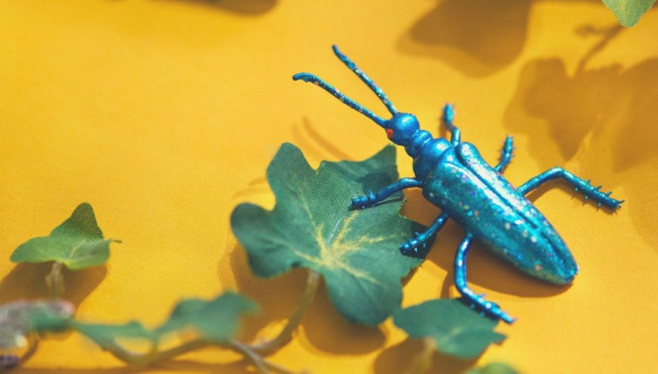 Where does the beetle buzz? The toughest Polish tongue twisters Where does the beetle buzz? The toughest Polish tongue twisters